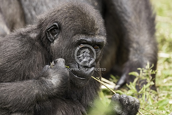 Western Lowland Gorilla Youngster
