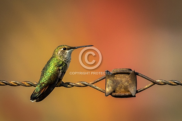 Hummingbird on Wire