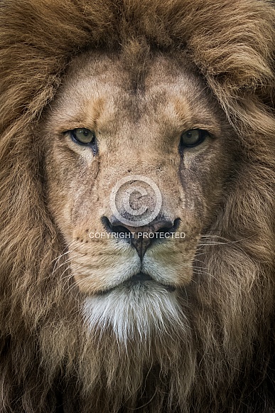 African lion close up