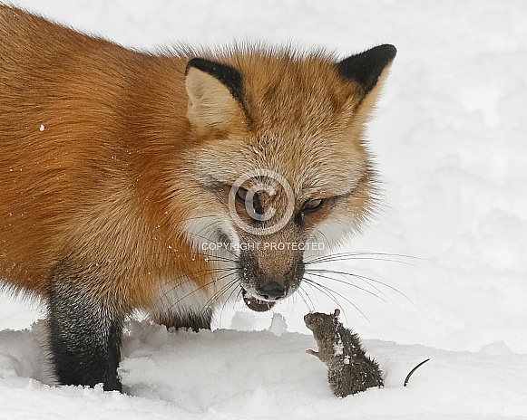 Red Fox-Name This Photo