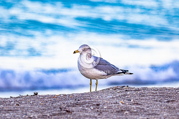 Ring-billed seagull