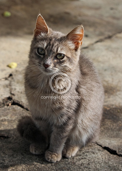 Grey Striped Kitten