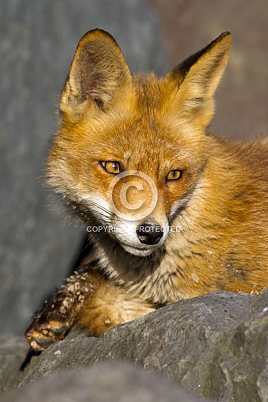 Red fox in Nature