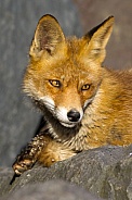 Red fox in Nature