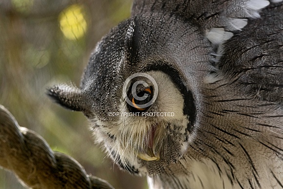 White Faced Scops Owl Close Up Looking Down