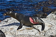 Galapagos sea lion following a shark attack