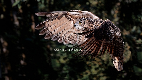 Eurasian Eagle Owl--Eurasian Eagle Owl Cleared For Landing
