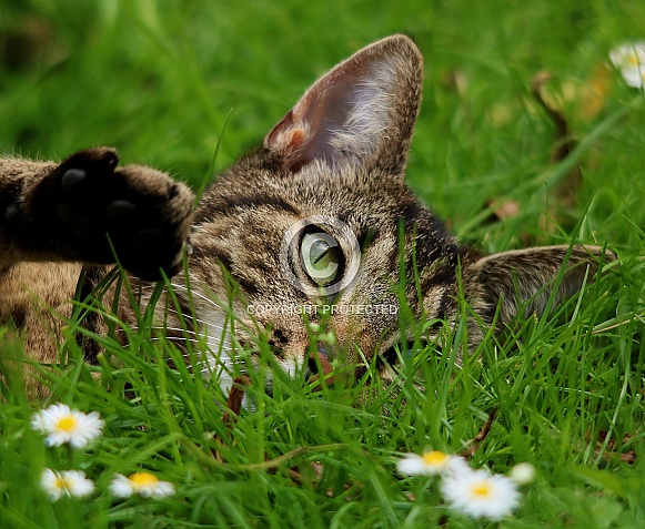 Domestic cat laying in Grass