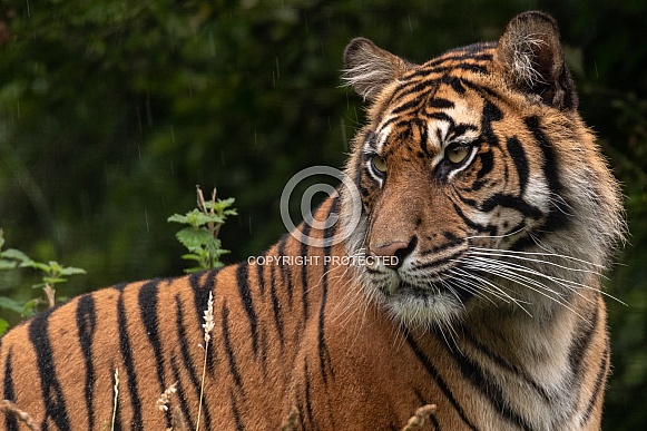 Sumatran Tiger Looking Backwards