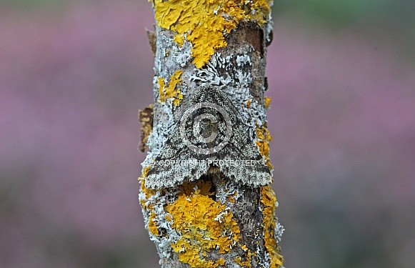 Brindled Beauty Moth