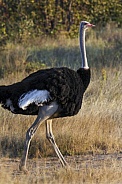 Ostrich - Struthio camelus - Namibia