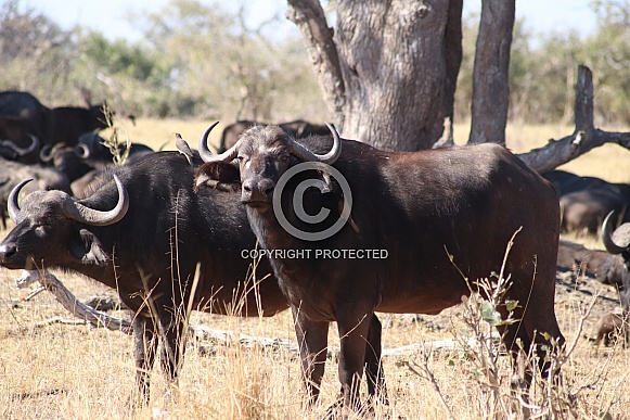Cape Buffalo herd