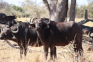 Cape Buffalo herd