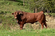 Brown Bull
