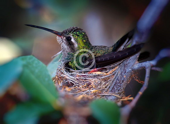Nesting Hummingbird Female