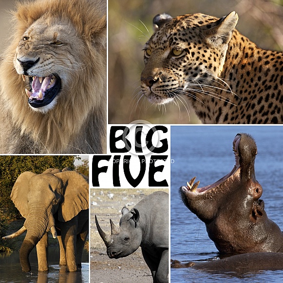 The Big Five - Africa