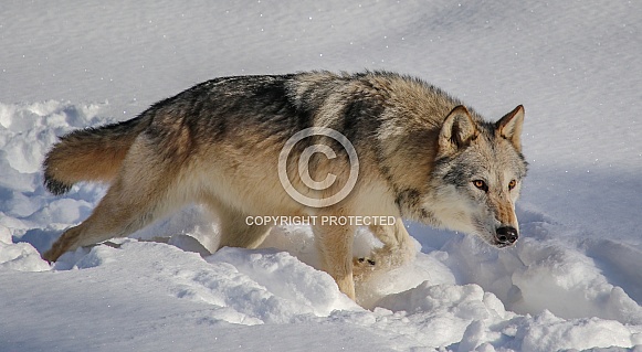 Wolf in heavy snow