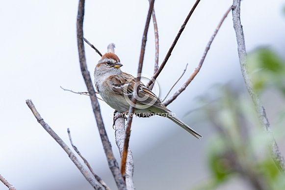 American Tree Sparrow Perching in a Tree