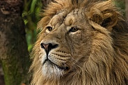 Asiatic Lion Head Shot