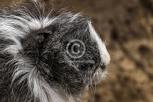 Guinea Pig Close Up Side Profile