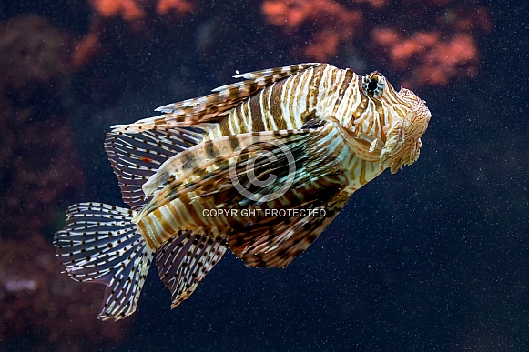 Lion fish (Pterois)