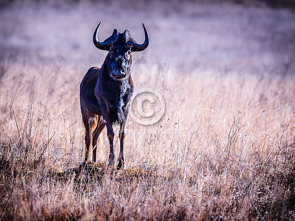 Black Wildebeest