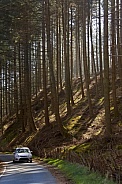 Woodland drive near Lake Vyrnwy - Wales