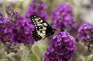 Orchard Swallowtail Butterfly.