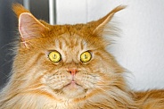 Ginger Maine coon