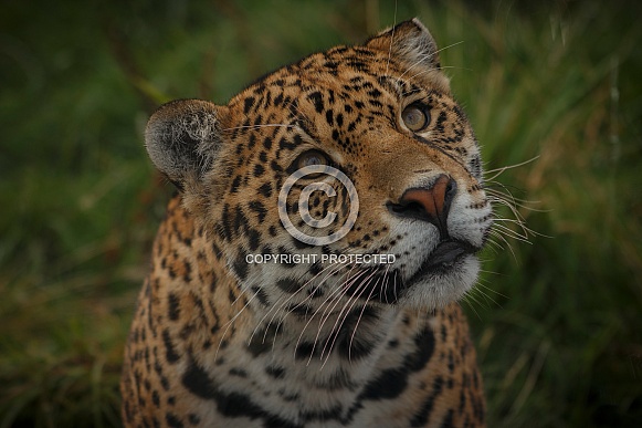 Jaguar Face Shot Looking Upwards