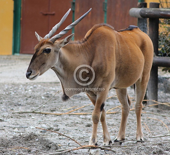 Eland Antelope