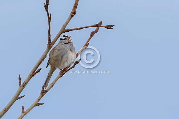 White-crowned Sparrow Striking a Pose