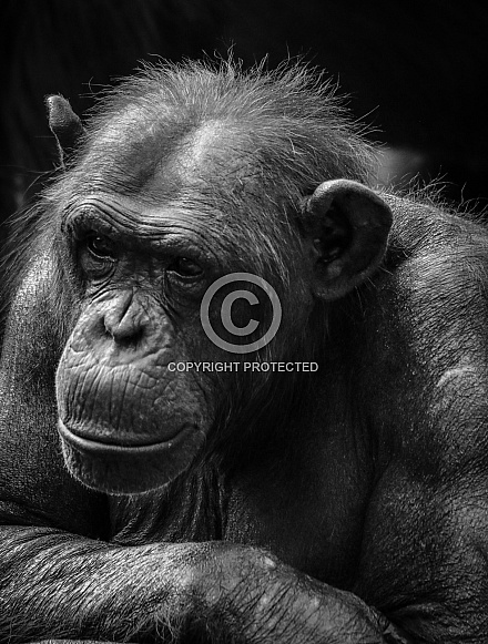 Black and white Chimpanzee