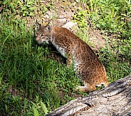 Bobcat in spring