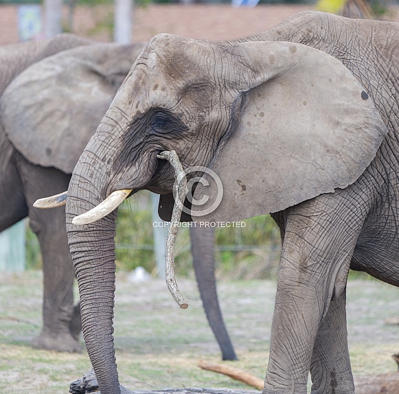 African bush elephant - Loxodonta Africana -