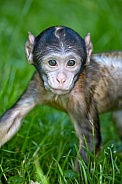 Barbary macaque (Macaca sylvanus)