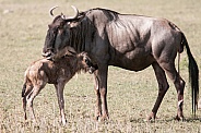 Wildebeest and newborn calf