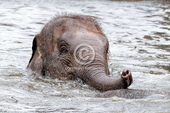 Asian Elephant Calf In Water