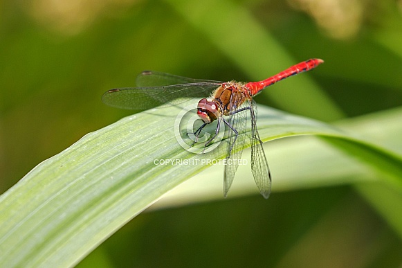 Ruddy darter (Sympetrum sanguineum) dragonfly