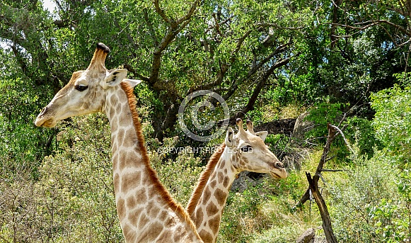 Giraffe brothers