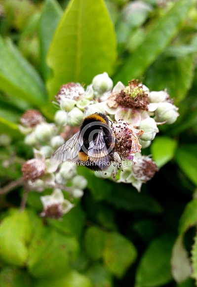 Buff-Tailed Bumble Bee