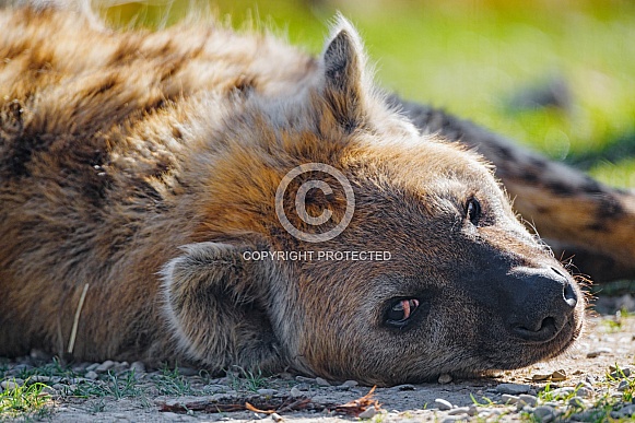 Confortable hyena