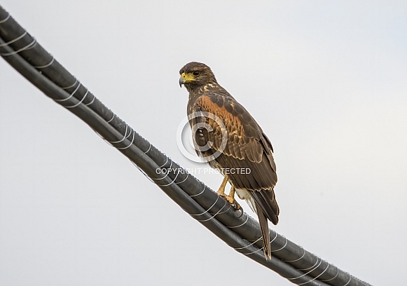 Harris hawk sitting on a wire