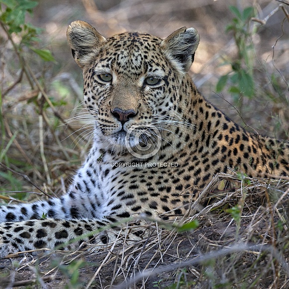 An adult female leopard (Panthera pardus)