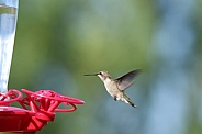 Calliope Hummingbird - Flying