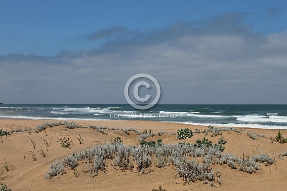 Seascape with foliage - Skhirat beach (Morocco)