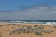 Seascape with foliage - Skhirat beach (Morocco)