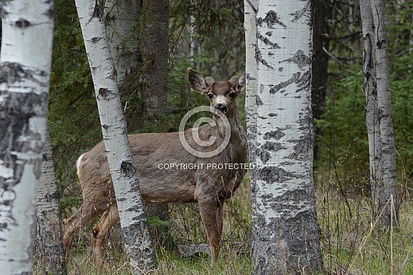 Mule Deer in the wilderness of BC Canada