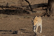 A male leopard walking in Kgalagadi