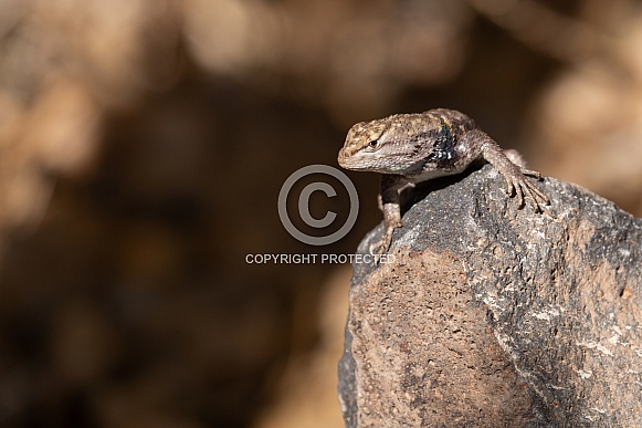 Desert Spiny Lizard, Sceloporus magister